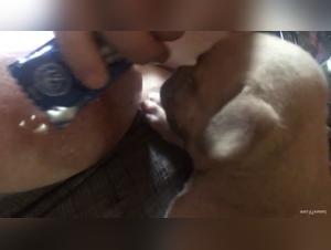 Dog Licking Big Breasts