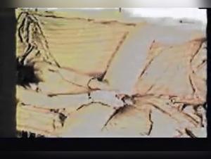 Vintage Fish Fucking