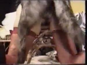 Dog fucks Retro Style
