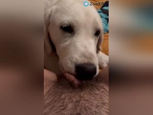 Salope baisée par chien vidéo
