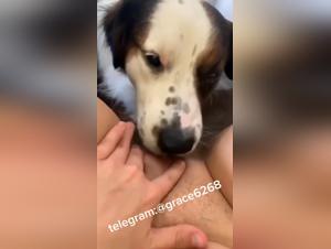 Hund Licking Frau Video