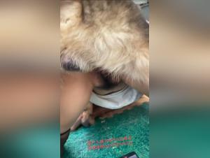 amante llena de semen de perro