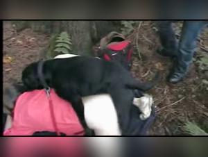 Dog Orgy Brutal: Filles en Orgie Animale