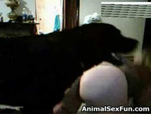 frau leckt wilder hund