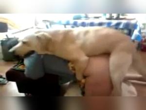 Mujer Madura F***** por Perro: XXX Hardcore