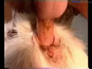 Baise Femme/Cochon  Trio