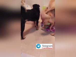 Asiatische Dog Party - Teil 1