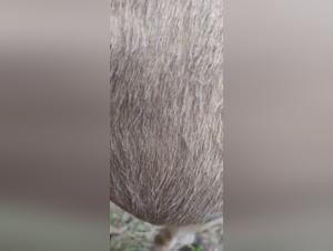 Pakistani Woman Donkey Sex