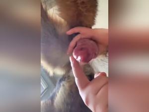 mamma ossessionata: spettacolare handjob al cane