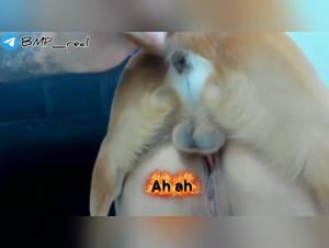 Webcam: Perro Furia Con Su Pute