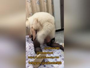 Chinese Dog Sex Video