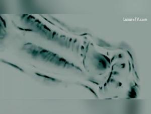 Elise Hund Röntgen - Innere Hundekunst