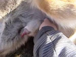 fille suce chien défonce