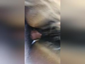 Salope suce son chien, baise sauvage et sperme interne