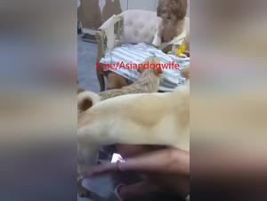 esclava asiática: salvaje orgia con 8 perros