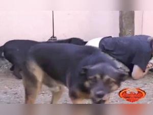 Blonde Sklavin - Tiersex Lust