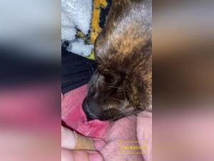 Girl Licking Dog Hardcore Sex
