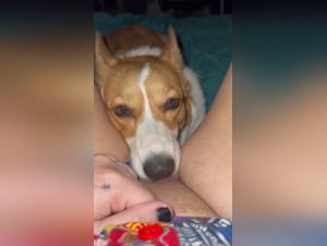 Dog Licks Girl Hard