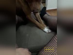 Hundesuck-Verführung Mädchen