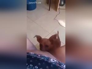 Girl Dog Sex - Extreme XXX Videos