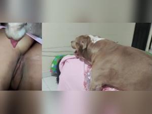 Hund vergewaltigt Hure Teil 1