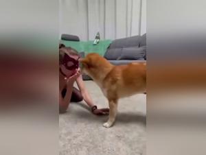 Artofzoo Videos : Inna - Sale Pute & Son Chien