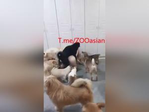 Chica Dog Partie Chien Intense