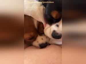 Deux Chiens Compètent Pour Baiser d'abord