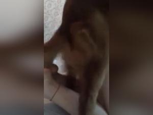 Salope baise chien HD - Q1428912960