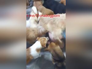 Asiatische Dog-Gangbangs - Wild