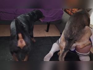 Mujer con Chien Sexo