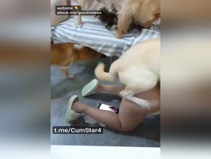 2 Dogs Fuck Girl