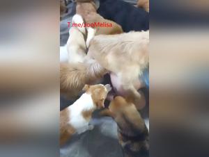 Chienne baise avec son maître partie 2
