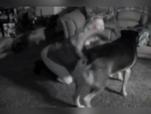 Slut Gets Fucked by Dog: Extreme Porn Action