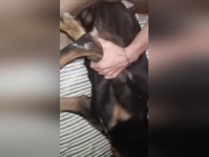 Gay Rottweiler Dog Sex