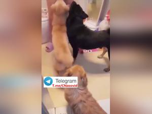 Asiatische Pute Hund Sex Geld - Teil 1