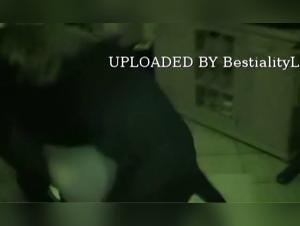 Dog Cock Rabioso: Placer Bestial Irresistible