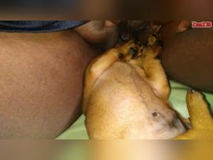 Pussy suce chien - Hardcore XxX