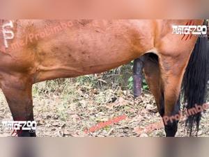 Marpessa & Blanca Hundewut