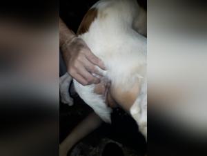 dyrlig kjærlighet, hund og sex