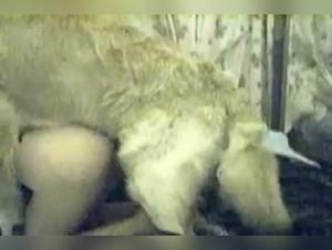 Shylark II:  Puta y su Perro