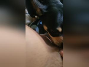 Bitch licked by dog