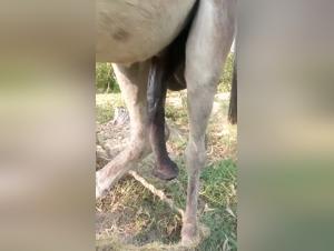 âne géant, fougue éruptive et sexe hardcore