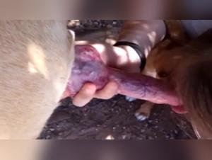 sesso bestiale: bere lo sperma del suo cane