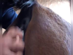 femme brute baisée par chien