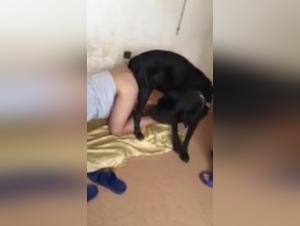 Fucking Animals: Asiatisk Bestiall, Knotte Med Hund