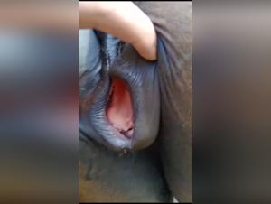 Salope suce son égua : XXX