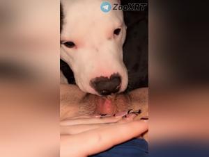  chien léchant  putain sans frein