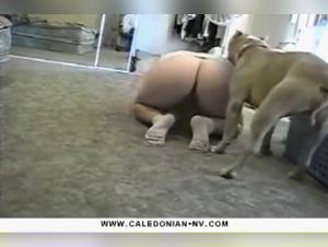 Perra se da al perro