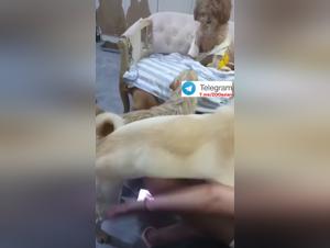 Gangbang Cane Donna Vol 2